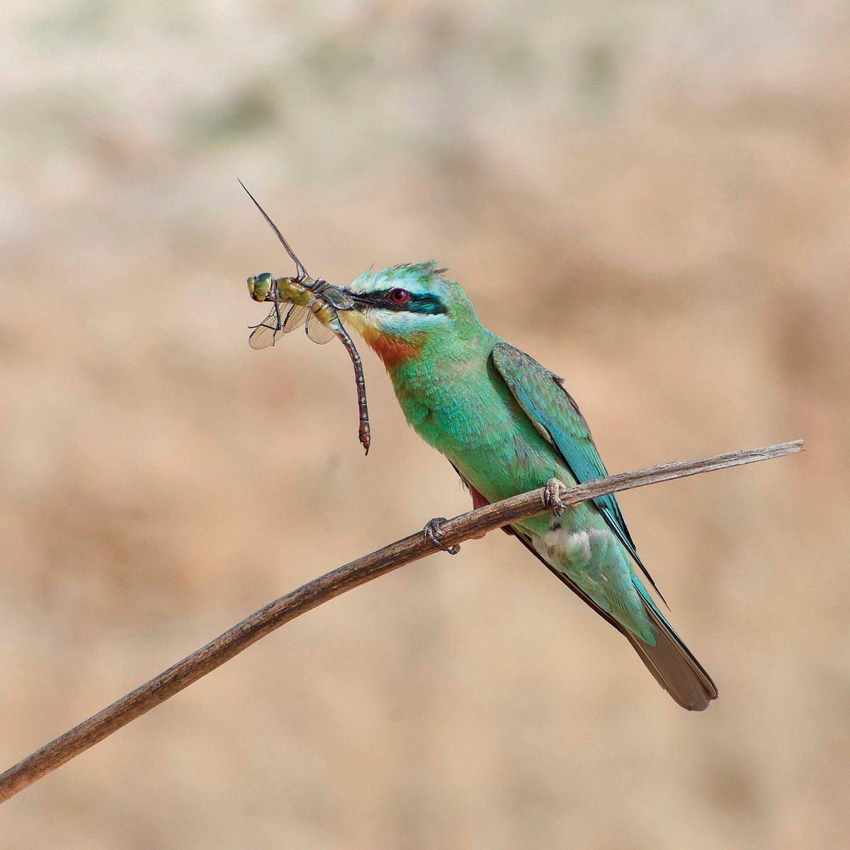 ornishungarica's tweet photo. The first breeding site of Blue-cheeked Bee-eater in S India was observed in the Andivillai saltpans of Kanniyakumari district, Tamil Nadu. 16 active nests were found.
Check ot https://t.co/d2AMPX394H
#Ornis #OrnisHungarica #journal #ornithology #birds #Aves #ecology #breeding https://t.co/m37BBcP86D