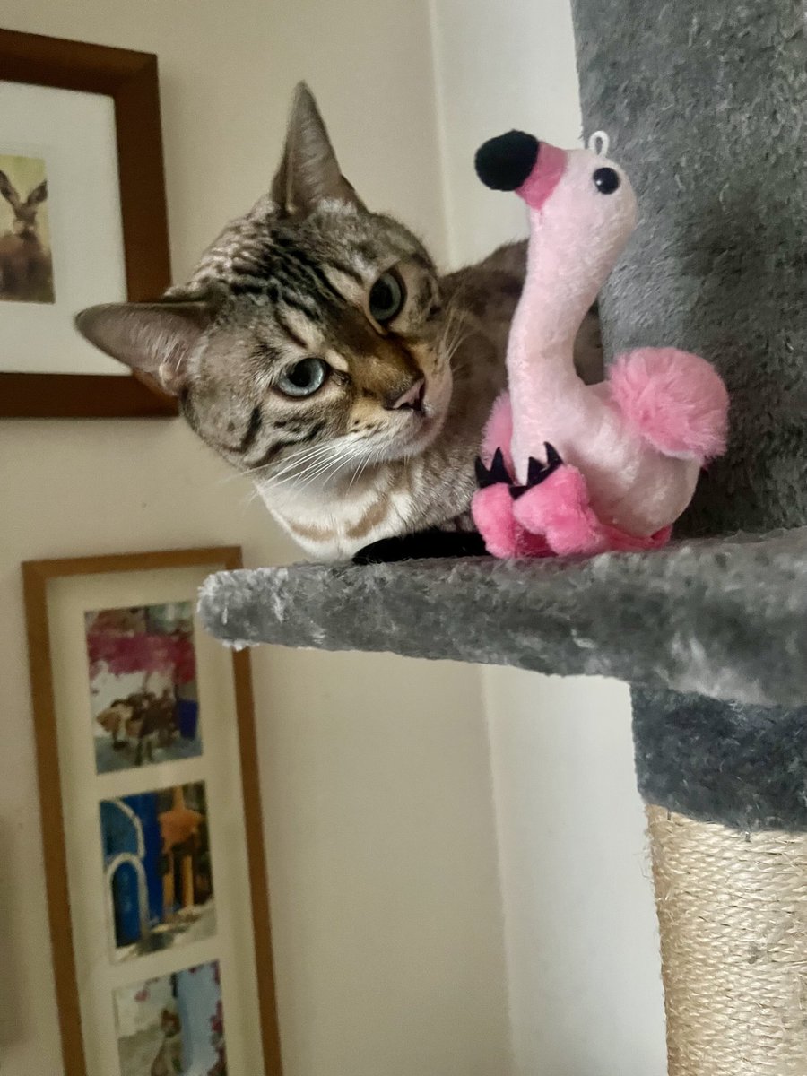 stripeyspotty's tweet photo. Who’s on my perch? #TeamBengal #WhiskersWednesday #PrettyFlamingo ❤️🦩 https://t.co/xxsQHajEUy