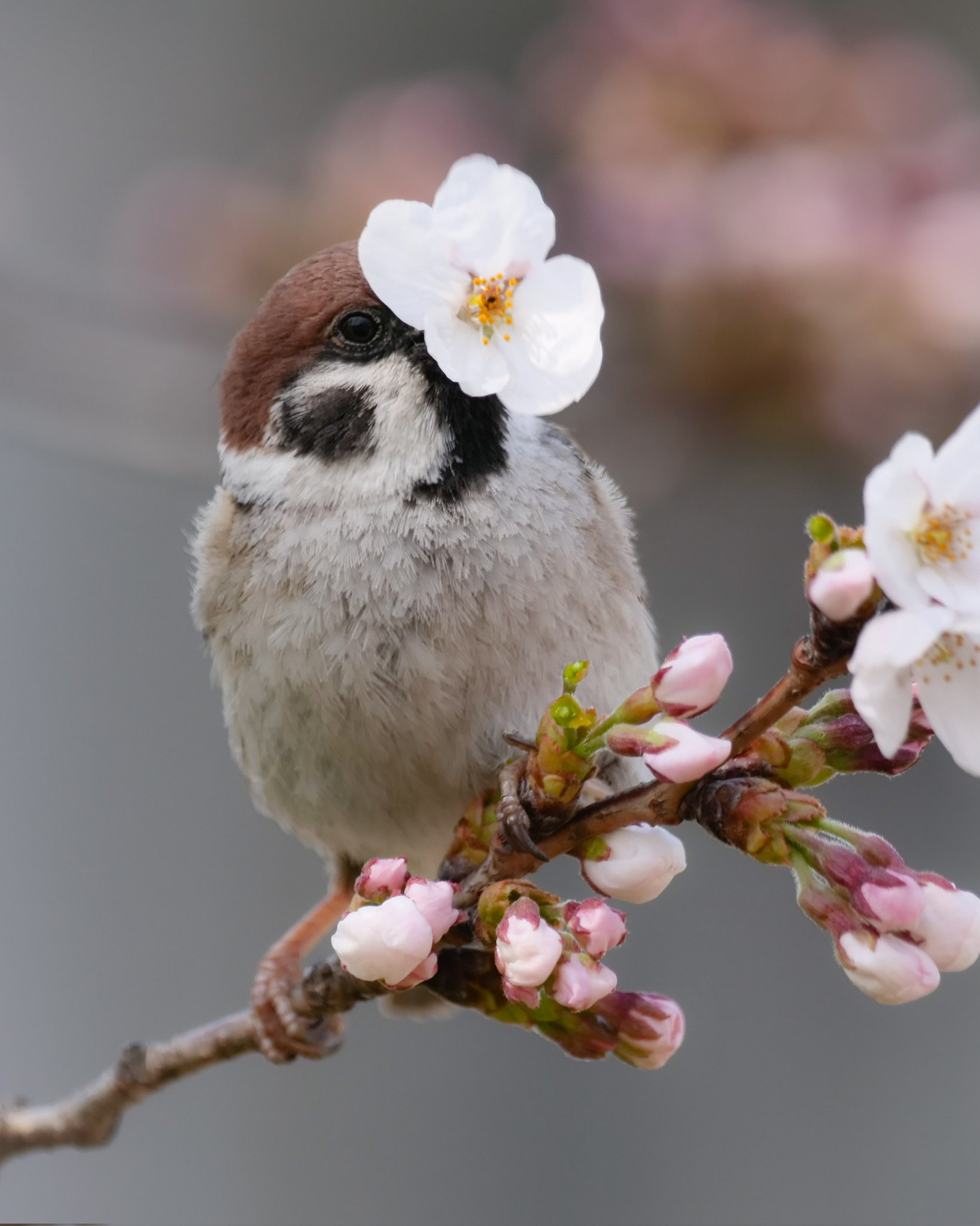 梅花小鳥 小鳥の雑貨・洋服デザイン【KOTORITACHI】花模様鳥顔靴下