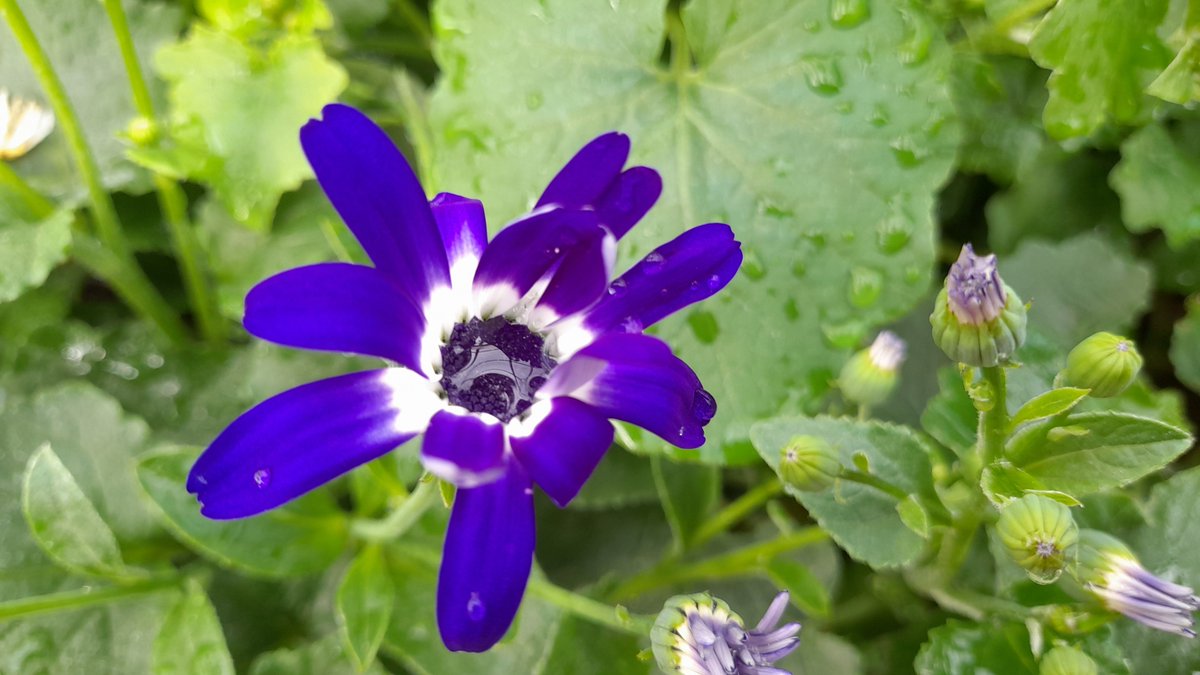 HenryStreetGC's tweet photo. Sumptuous Senetti - full of bud just waiting to burst into flower to give a splash of colour over the Spring. £6.99 each
(P.S. You can still get to us from Observer Way, the road closure is further along from us!) https://t.co/kuwoNCu2FE