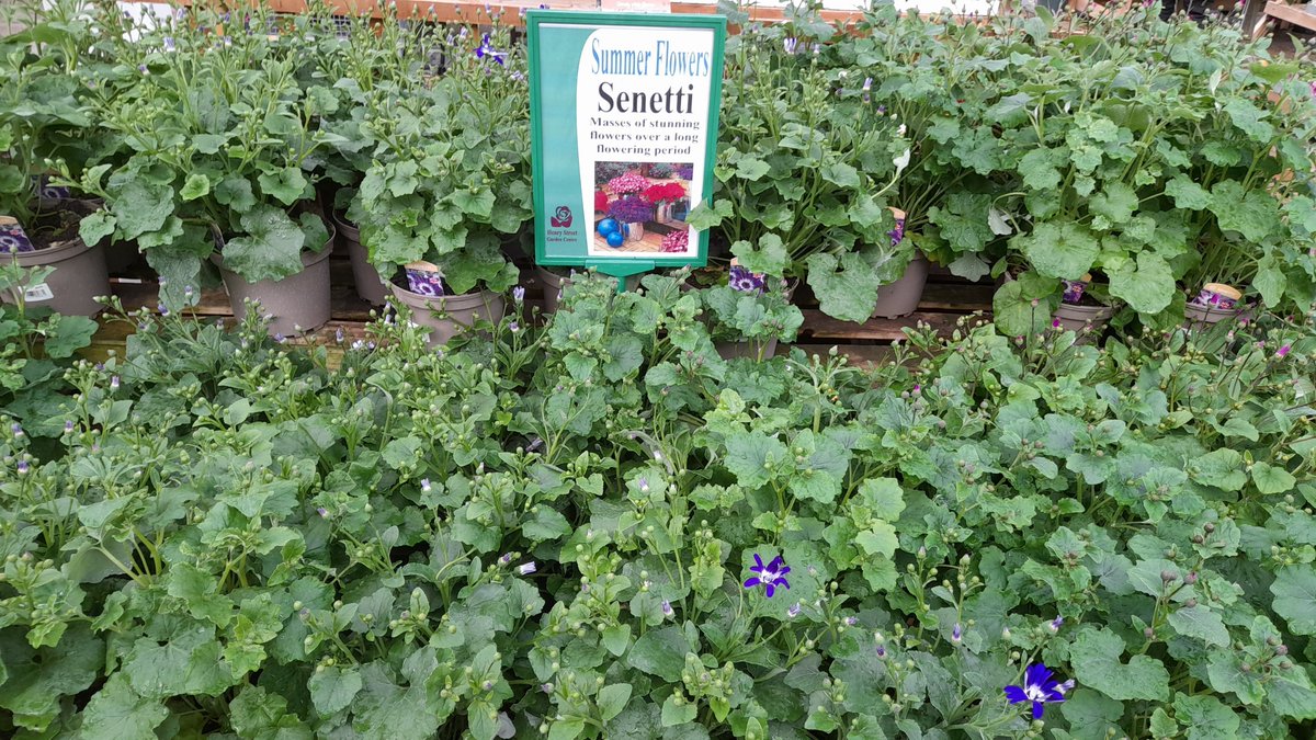 Sumptuous Senetti - full of bud just waiting to burst into flower to give a splash of colour over the Spring. £6.99 each
(P.S. You can still get to us from Observer Way, the road closure is further along from us!)