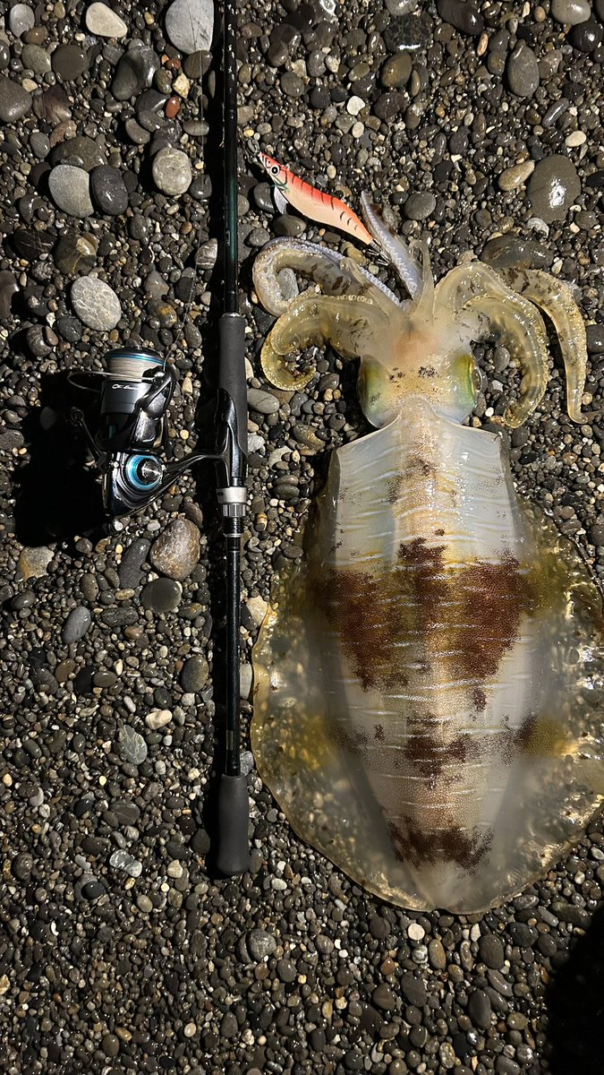 【ストレッチマコドン】chan_makooooooo tweet media