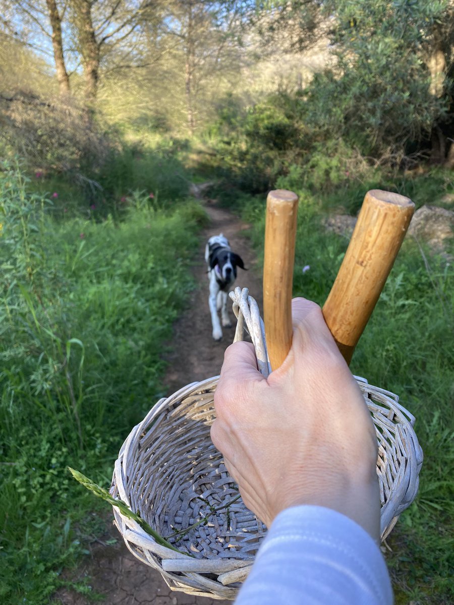 Mira Maria José Parejo <a href="/BosqueHabitado/">El Bosque Habitado</a> mi paseo de todas las tardes con mi niña de cuatro patas, ahora siempre me llevo mi cesta por si encuentro algún espárrago silvestre, están buenísimos… #Arribalasramas. Como echaba de menos tu voz y tus enseñanzas…