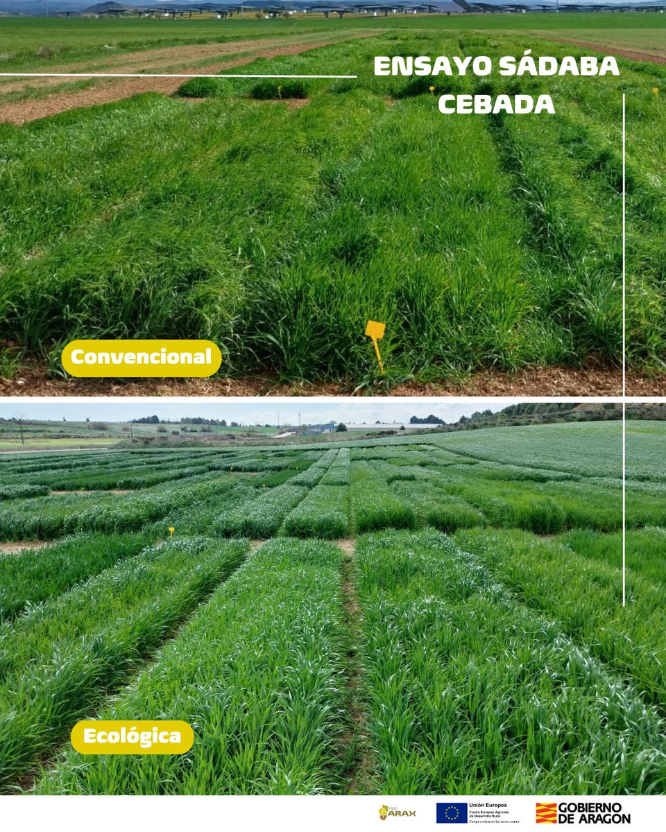 La Red ARAX colabora con el proyecto europeo <a href="/RecoBar_Project/">RecoBar</a> (Recovering and Exploiting Old and New Barley Diversity for Future-Ready Agriculture) para investigar la 𝐜𝐞𝐛𝐚𝐝𝐚 del futuro. El ensayo se realiza en Sábada, Zaragoza, en 11 variedades para aumentar su resistencia.