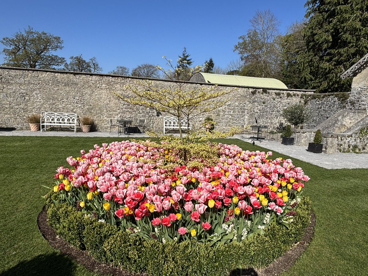 Bleeding tulip ….<a href="/emocourtOPW/">Emo Court</a>