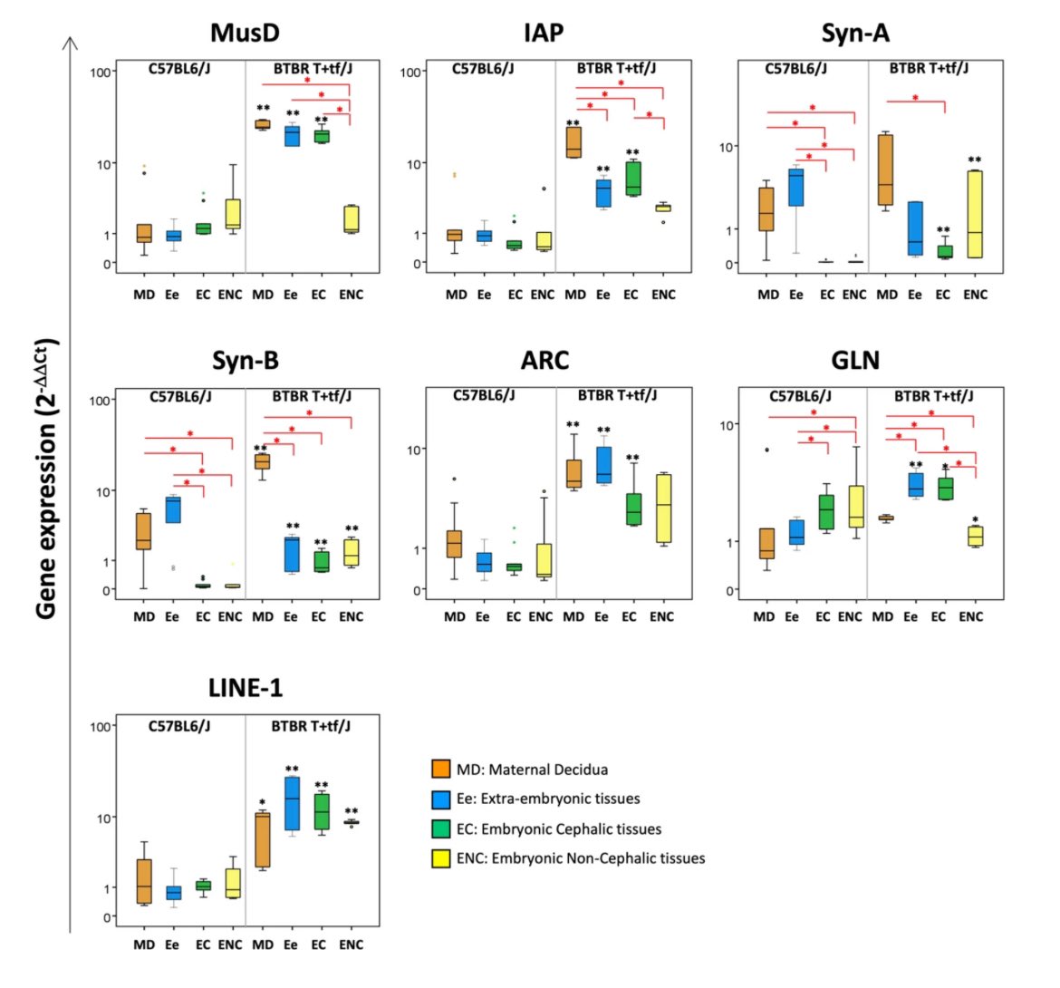 Ch_Cipriani's tweet photo. Our paper about the deregulated expression of selected #ERVs and inflammatory mediators at the maternal–fetal interface and in embryonic tissues in the idiopathic mouse model of #ASD represented by the #BTBR strain is out 🔬🙌📢 on @SciReports in collaboration with @istsupsan https://t.co/zN4B5uzH4z