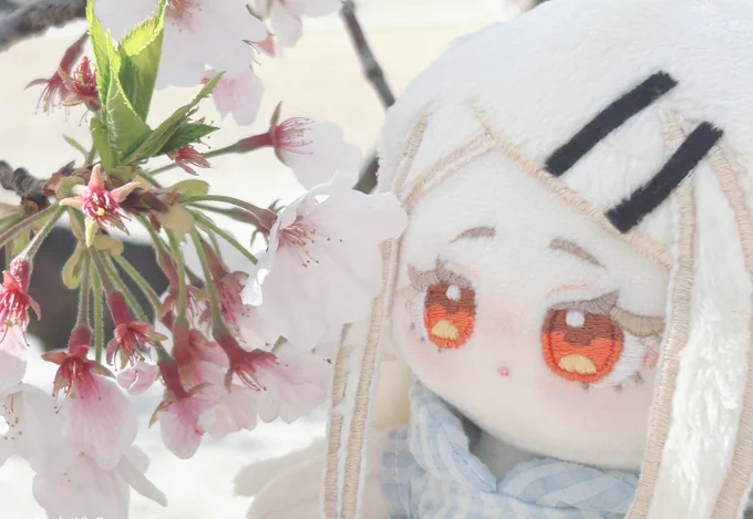 桜散る前に見にこれてよかったね広 #学マスぬいぬい部 #初星学園ぬいぬい部 