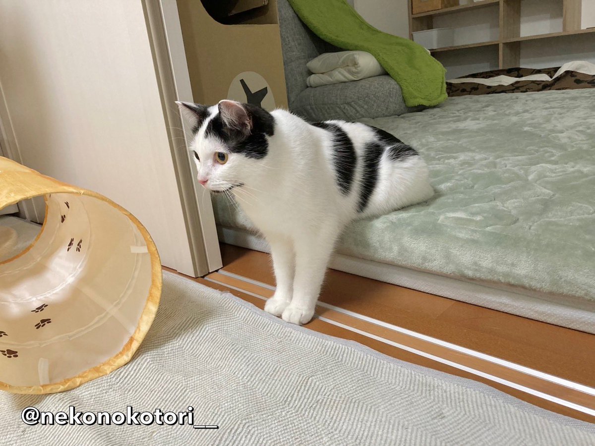 猫のことり (@nekonokotori__) / X