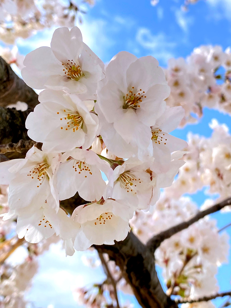 akiraaaaaart's tweet image. 近所の桜🌸もう咲いていた🌸
#iPhone11Pro