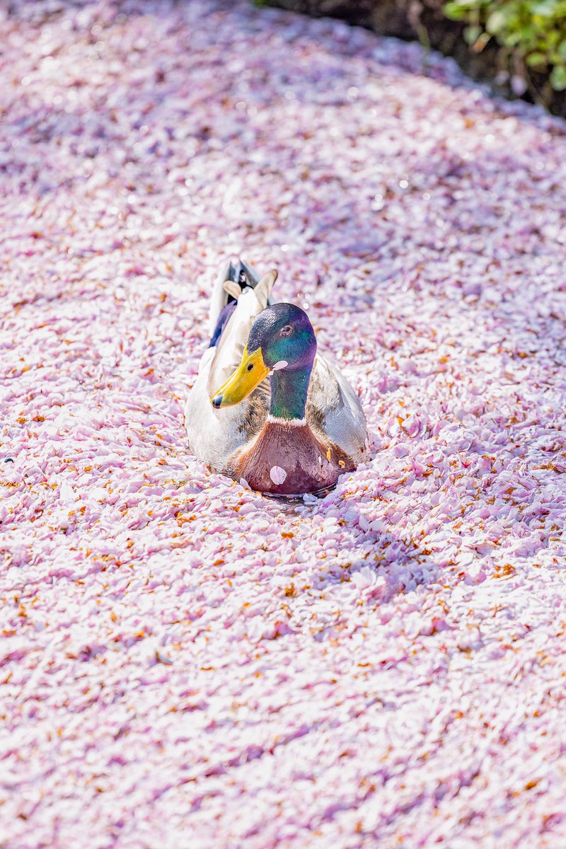 usalica's tweet photo. 哲学の道に花筏が出来たみたいですね🌸
運が良ければ、花筏を泳ぐ鴨が見られます🦆🌸 https://t.co/6W2KIN3vBF