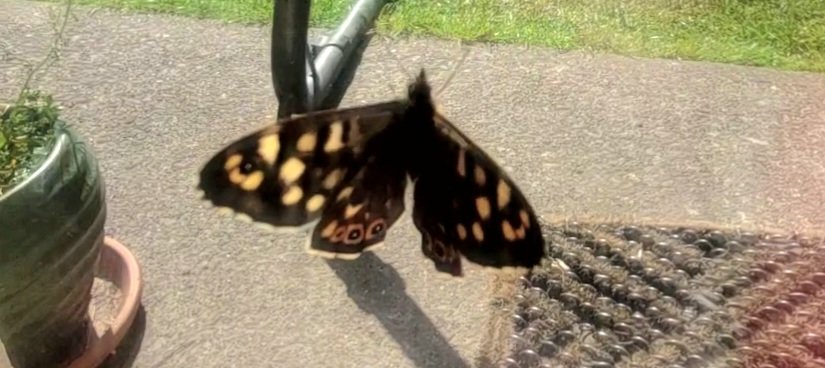 CarDelaney's tweet image. Literally sitting here putting this article on a page when this lad lands in next to me. For the love of God, somebody send me an article about winning the lottery ASAP! #butterflies irishexaminer.com/lifestyle/outd…