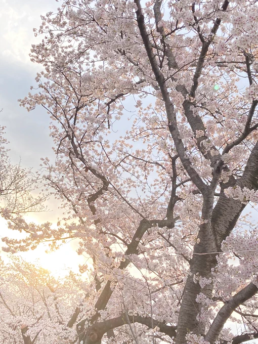 桜桜桜〜!本丸