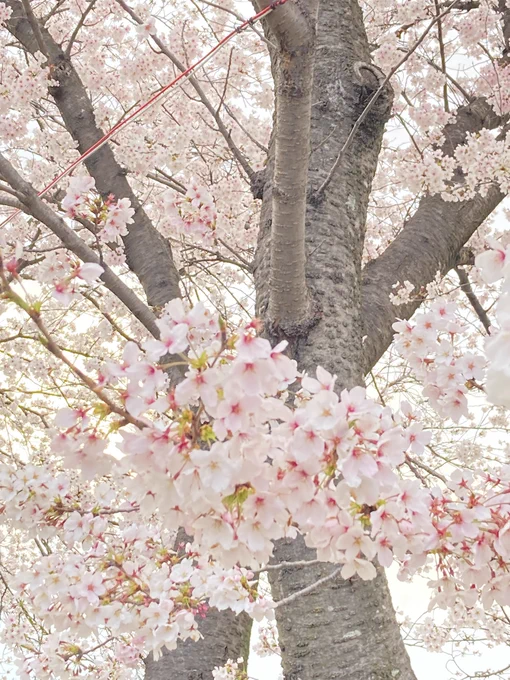 桜桜桜〜!本丸