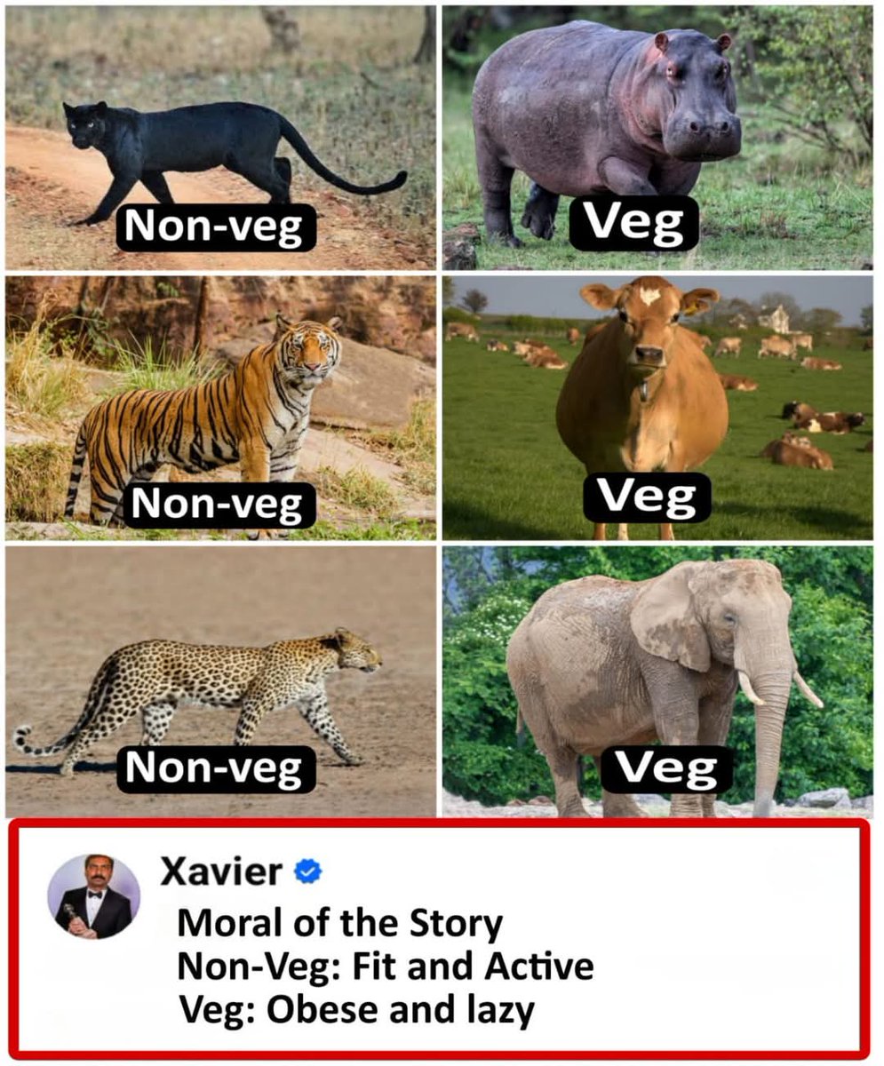 Xavier, Its not the moral of the story !
Moral is Non veg have to struggle hard to survive and hav to be fit but veg doesnt hav to struggle for food . Its available everywhere...!!