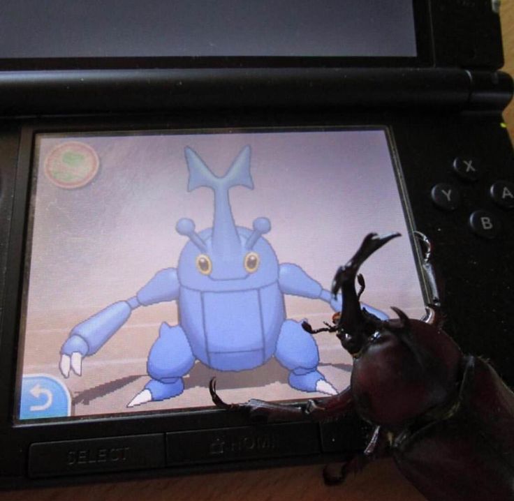 PokeDailyPost's tweet photo. Heracross looking as himself 🪲 https://t.co/3qNBbDWAEu