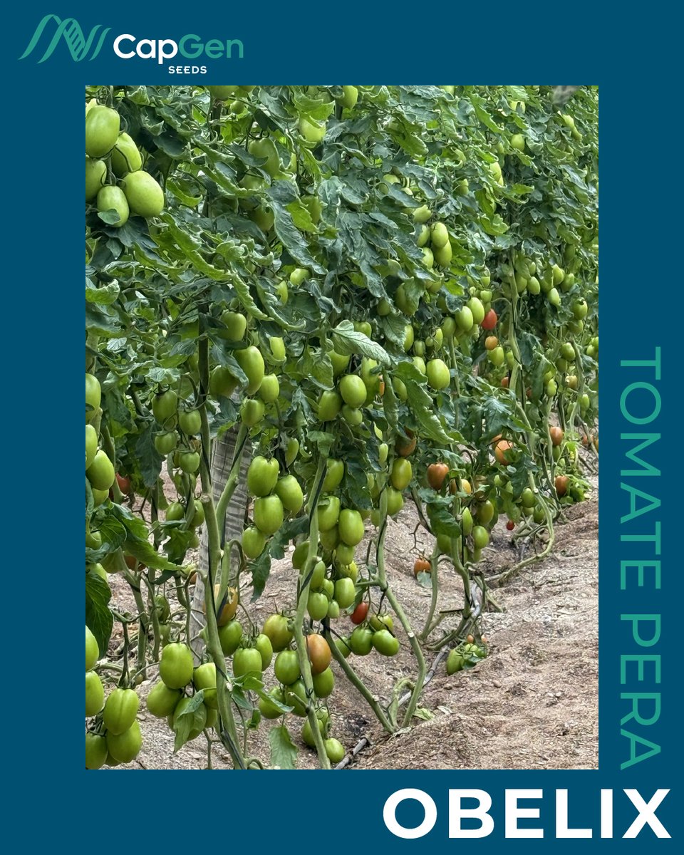CapgenSeeds's tweet photo. 🚨¿Buscas un tomate pera de gran calibre para primavera u otoño?
🍅 OBELIX es tu aliado: calidad, rendimiento y confianza del agricultor.
Mira este cultivo en La Mojonera (Almería) 🌱
+info👉 https://t.co/jRRpNGJMTU
#TomateObelix #TomatePera #Agricultura #Almería https://t.co/wkcMxiJ6M5