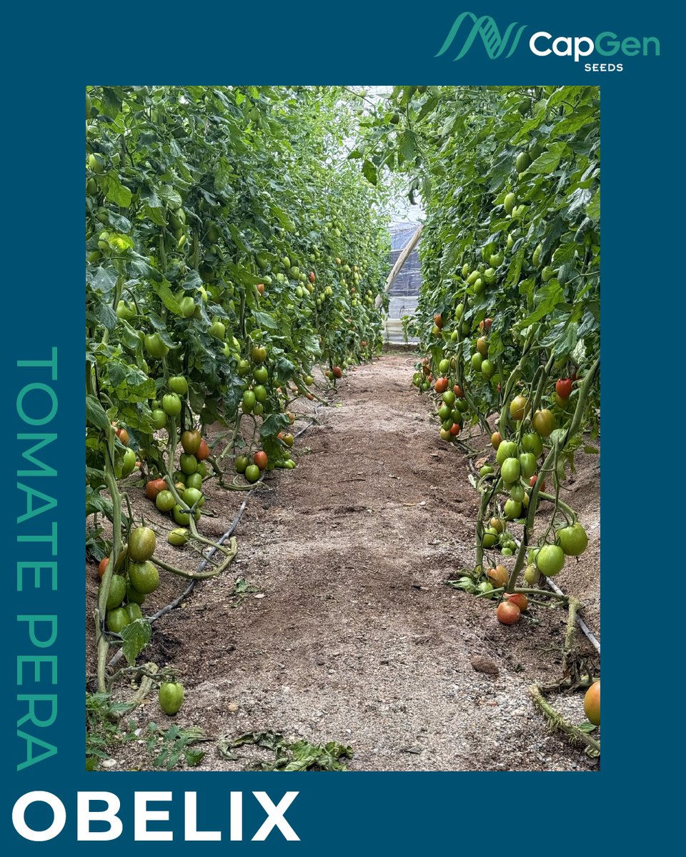 CapgenSeeds's tweet photo. 🚨¿Buscas un tomate pera de gran calibre para primavera u otoño?
🍅 OBELIX es tu aliado: calidad, rendimiento y confianza del agricultor.
Mira este cultivo en La Mojonera (Almería) 🌱
+info👉 https://t.co/jRRpNGJMTU
#TomateObelix #TomatePera #Agricultura #Almería https://t.co/wkcMxiJ6M5