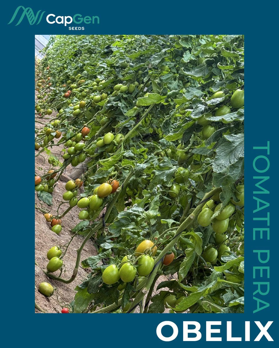 CapgenSeeds's tweet photo. 🚨¿Buscas un tomate pera de gran calibre para primavera u otoño?
🍅 OBELIX es tu aliado: calidad, rendimiento y confianza del agricultor.
Mira este cultivo en La Mojonera (Almería) 🌱
+info👉 https://t.co/jRRpNGJMTU
#TomateObelix #TomatePera #Agricultura #Almería https://t.co/wkcMxiJ6M5