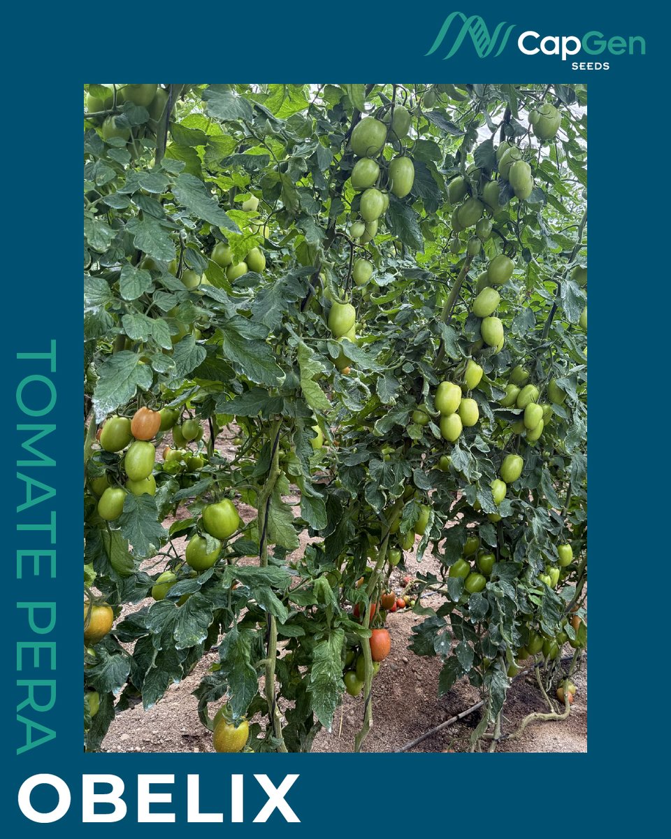 CapgenSeeds's tweet photo. 🚨¿Buscas un tomate pera de gran calibre para primavera u otoño?
🍅 OBELIX es tu aliado: calidad, rendimiento y confianza del agricultor.
Mira este cultivo en La Mojonera (Almería) 🌱
+info👉 https://t.co/jRRpNGJMTU
#TomateObelix #TomatePera #Agricultura #Almería https://t.co/wkcMxiJ6M5