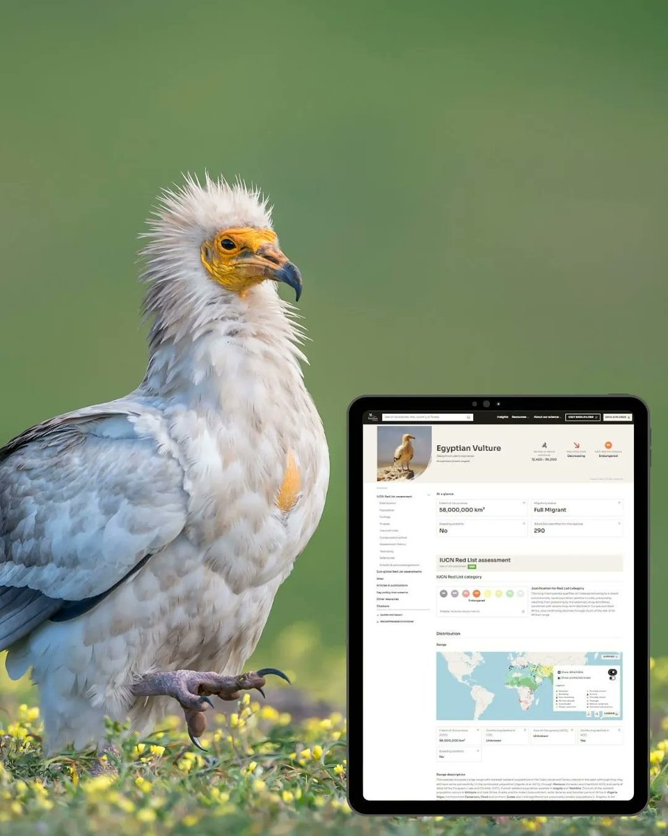 BirdLifeAfrica's tweet photo. Introducing our new #BirdLife DataZone!
The #DataZone brings together everything on bird populations, important sites for #conservation, urgent threats and actions required, and policies needed to sustain #nature. Click it hereπ https://t.co/xNFwOZSmcE
#BirdData #BirdResearch https://t.co/SoEGsPq7gu