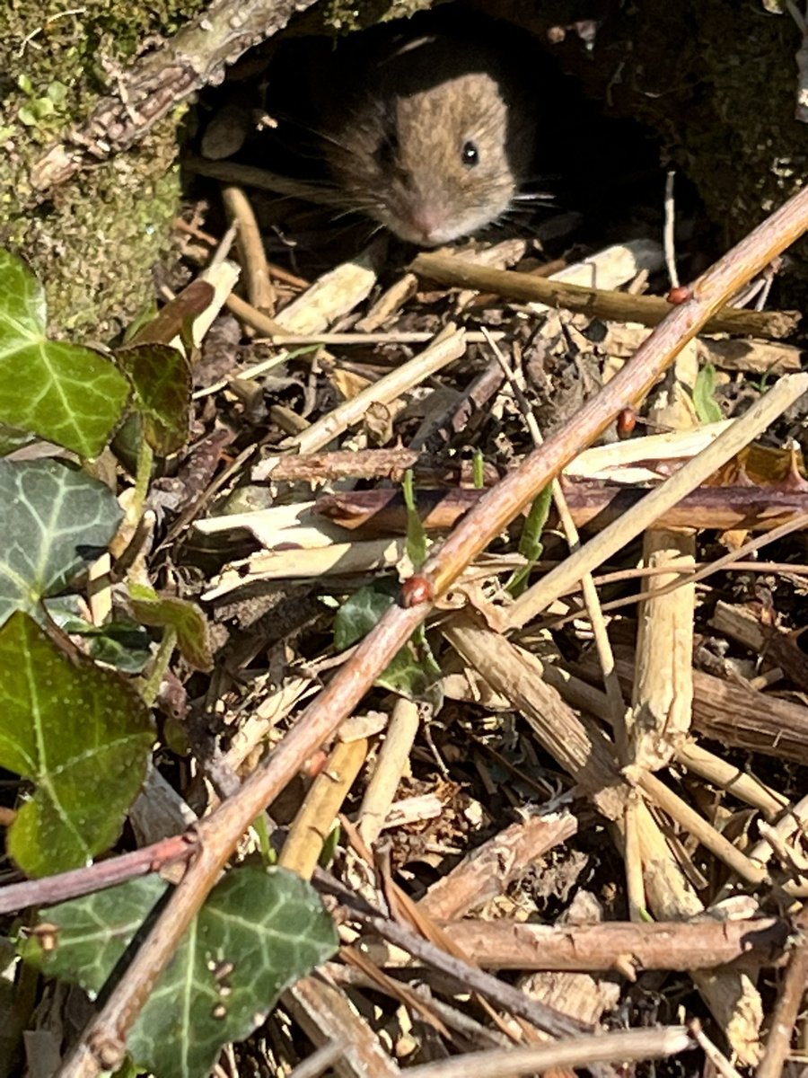 Ron_ejuleff's tweet photo. Had a Water Vole keeping me entertained this morning whilst waiting for the electrician to do his work. 😍👌@News_Reel #Whiteacres @Parkdeanresorts #Cornwall #Kernow https://t.co/r1AvlUtB1z