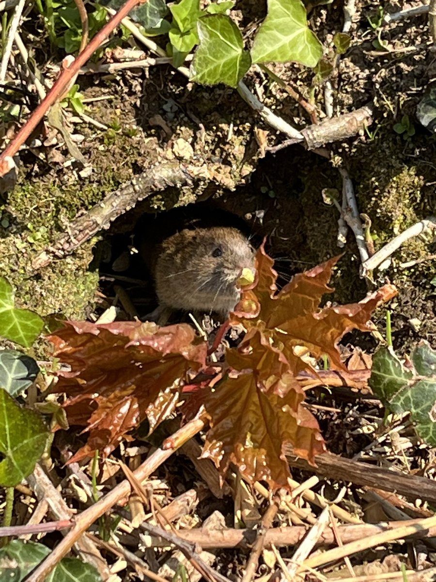 Ron_ejuleff's tweet photo. Had a Water Vole keeping me entertained this morning whilst waiting for the electrician to do his work. 😍👌@News_Reel #Whiteacres @Parkdeanresorts #Cornwall #Kernow https://t.co/r1AvlUtB1z