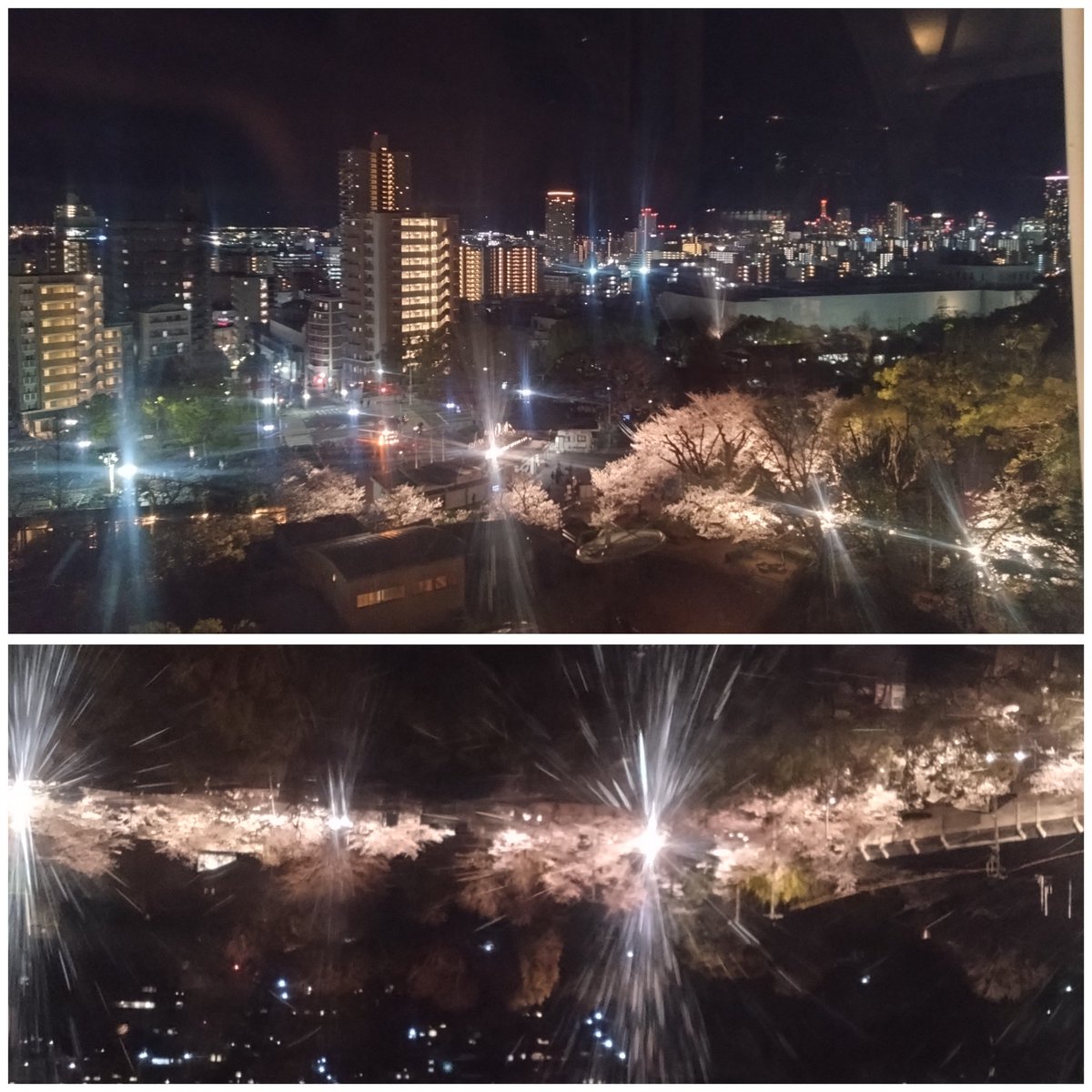 utanosuke910's tweet photo. テーマ「サクラ」
今年は、王子動物園の夜桜から始まり、宝塚花のみち、養父市の樽見の大ザクラ、造幣局でした。
王子動物園は寒い日で、、観覧車に乗って、上からも見ました。樽見の大ザクラは樹齢1000年超えで凄かったです。造幣局の今年の花はまだつぼみでちょっと残念でした。＃チキガリ配信 https://t.co/VSWPoM5oWq
