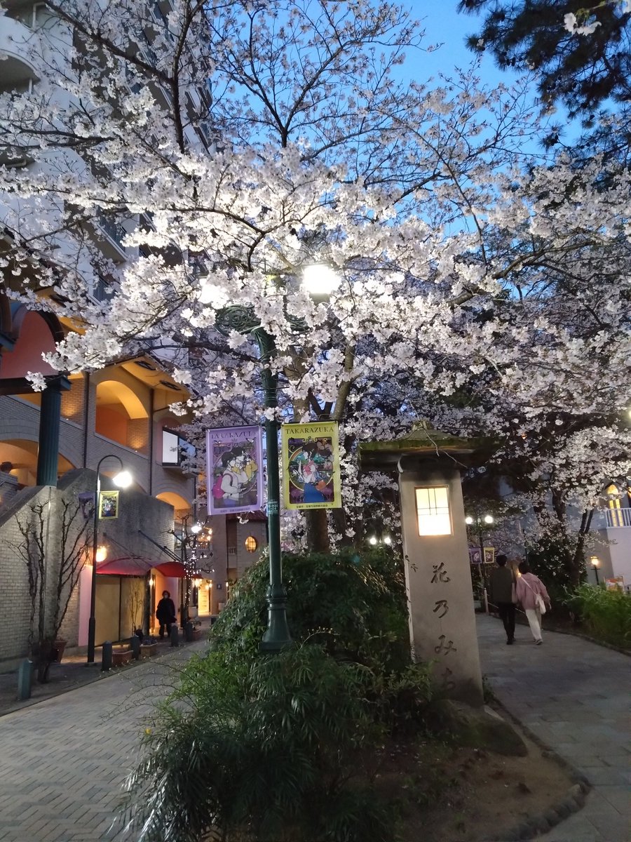 utanosuke910's tweet photo. テーマ「サクラ」
今年は、王子動物園の夜桜から始まり、宝塚花のみち、養父市の樽見の大ザクラ、造幣局でした。
王子動物園は寒い日で、、観覧車に乗って、上からも見ました。樽見の大ザクラは樹齢1000年超えで凄かったです。造幣局の今年の花はまだつぼみでちょっと残念でした。＃チキガリ配信 https://t.co/VSWPoM5oWq