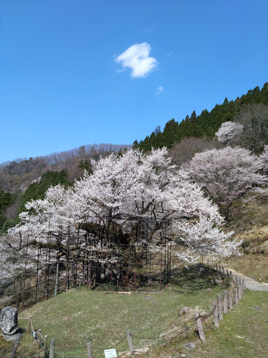 utanosuke910's tweet photo. テーマ「サクラ」
今年は、王子動物園の夜桜から始まり、宝塚花のみち、養父市の樽見の大ザクラ、造幣局でした。
王子動物園は寒い日で、、観覧車に乗って、上からも見ました。樽見の大ザクラは樹齢1000年超えで凄かったです。造幣局の今年の花はまだつぼみでちょっと残念でした。＃チキガリ配信 https://t.co/VSWPoM5oWq