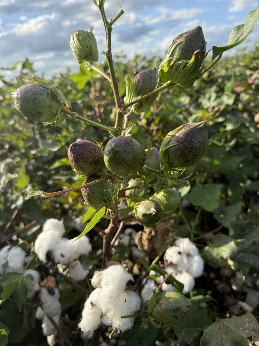 hutchiecotton's tweet photo. Grown on (long season) cotton starting to look good with an extra 10-15 bolls/plant hoping it will help blend up the quality.  Has definitely added a few extra bales to the yield. https://t.co/PVOAyZA9m9