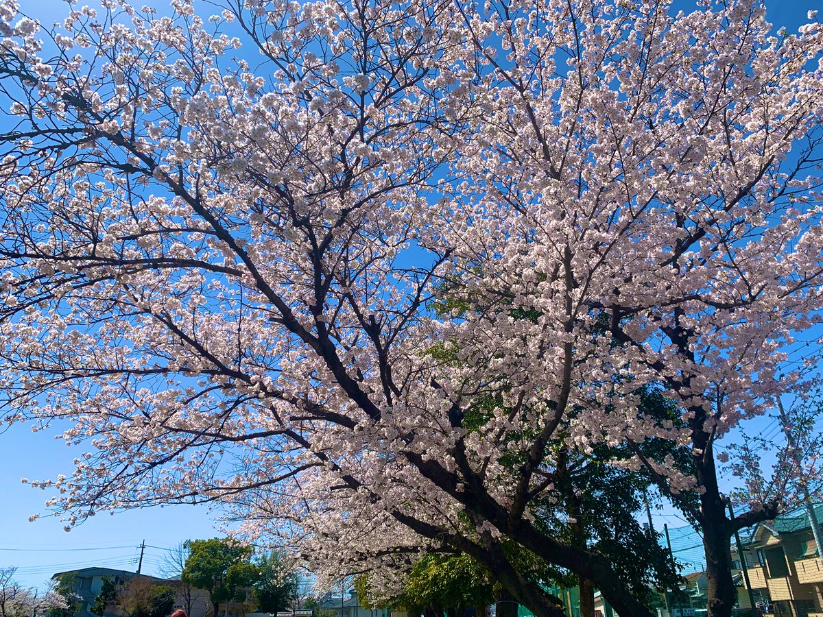 陽射しが眩しい西藤中央公園の桜🌸、
もう花びらが風に舞っておりました