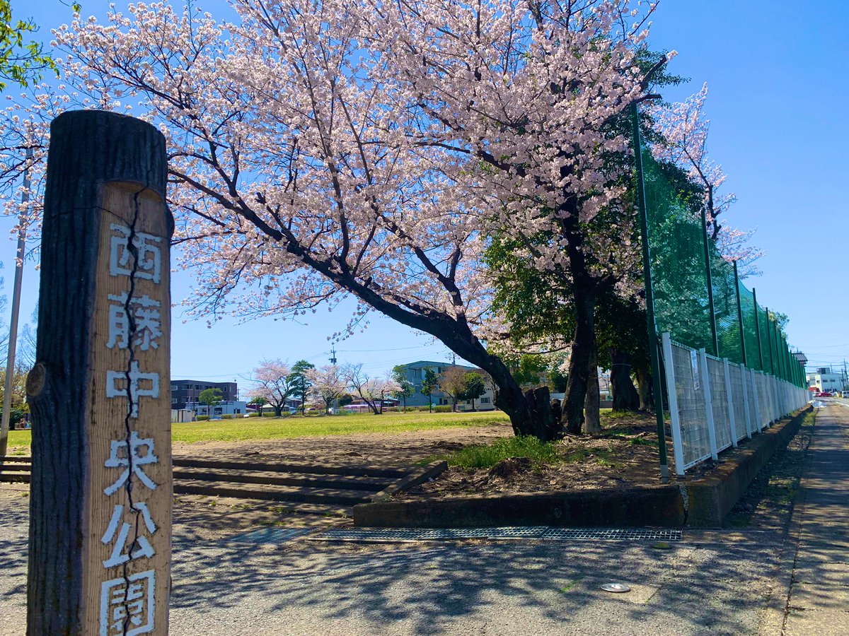 anda_real's tweet photo. 陽射しが眩しい西藤中央公園の桜🌸、
もう花びらが風に舞っておりました https://t.co/ksrSfN9HHn