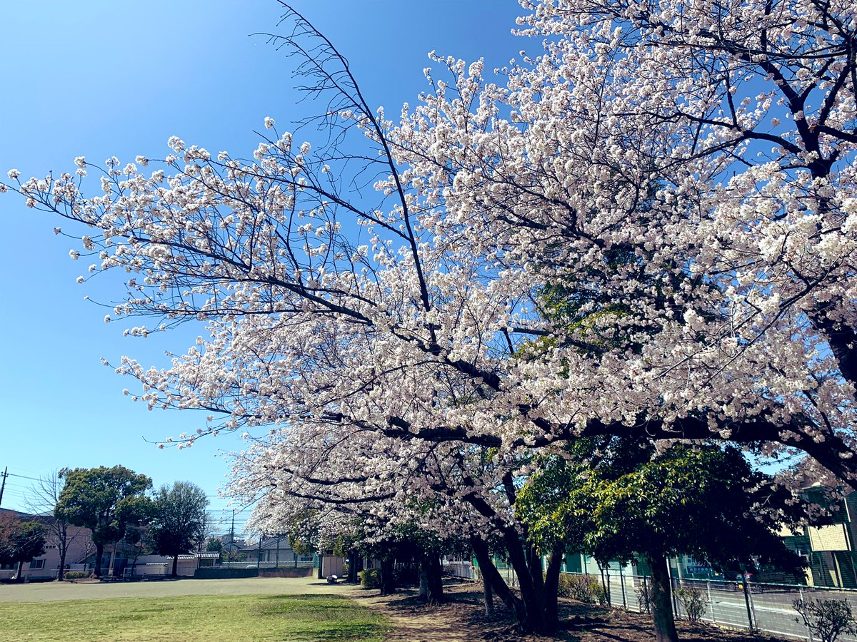 anda_real's tweet photo. 陽射しが眩しい西藤中央公園の桜🌸、
もう花びらが風に舞っておりました https://t.co/ksrSfN9HHn
