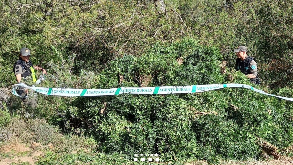 Els #AgentsRurals comissem 1.000 kg de llentiscle  (Pistacia lentiscus) al terme municipal de Les Avellanes i Santa Linya (La Noguera), en una operació contra l’expoliació d’aquest arbust. 

Localitzem 9 persones al paratge i denunciem per falta d’autorització del mont públic.