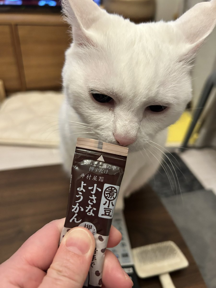 sakeisnotover's tweet photo. ごめん。チュールちゃうねん… https://t.co/Cur42KTb2N