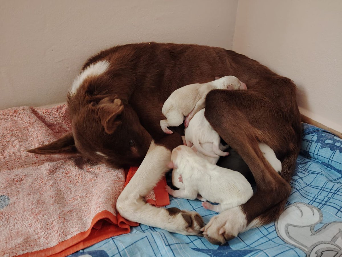 AMIacogemos's tweet photo. 🔴🔴🔴 #Podenca abandonada y desnutrida ha parido 9️⃣ #cachorros que serán medianos.
Por su desnutrición no puede sacarlos adelante. Necesitamos #acogida con experiencia en lactantes para al menos 4️⃣ de ellos.
Si puedes acoger a 2️⃣, envía un 📧 a acogidasmalakitas@gmail.com https://t.co/Zjno3g2Pb4