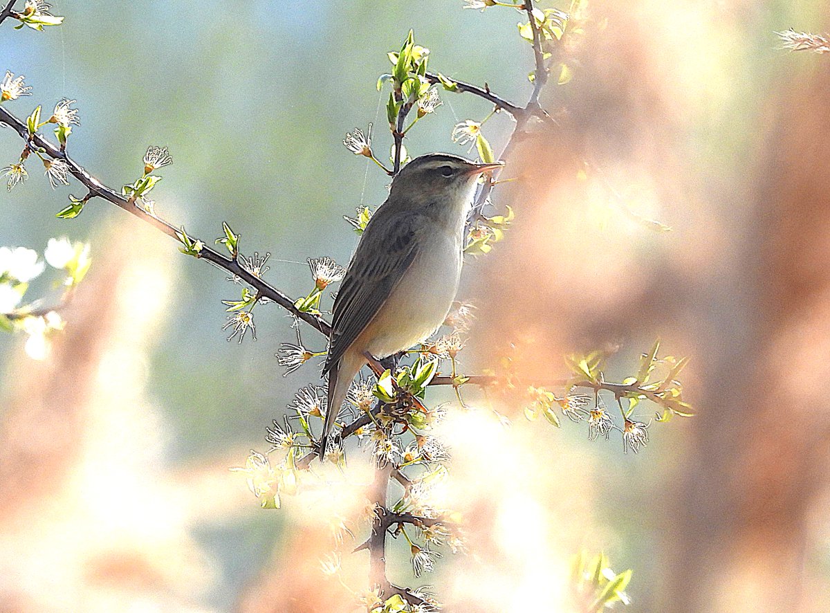 Sedge Warbler at Crossness 8/4/25