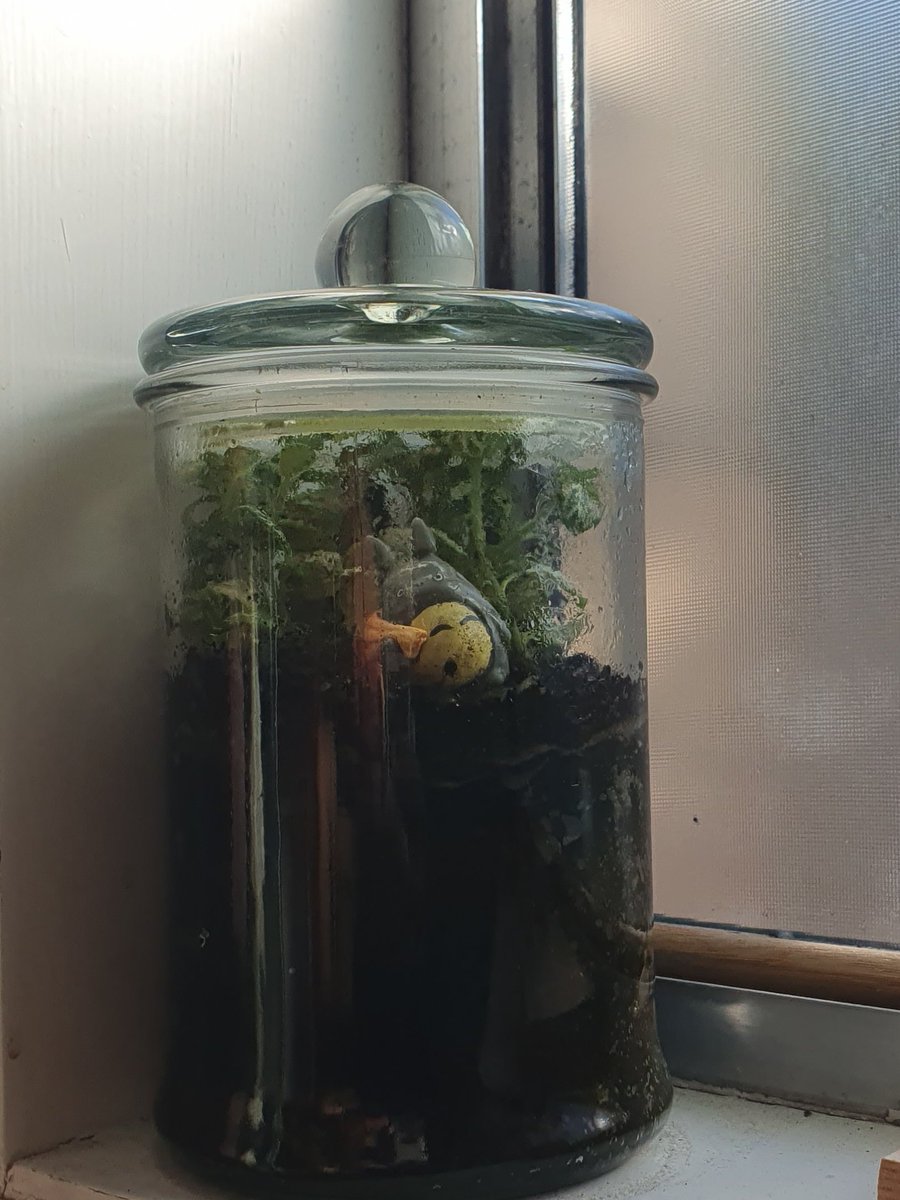 terrarium 🌱