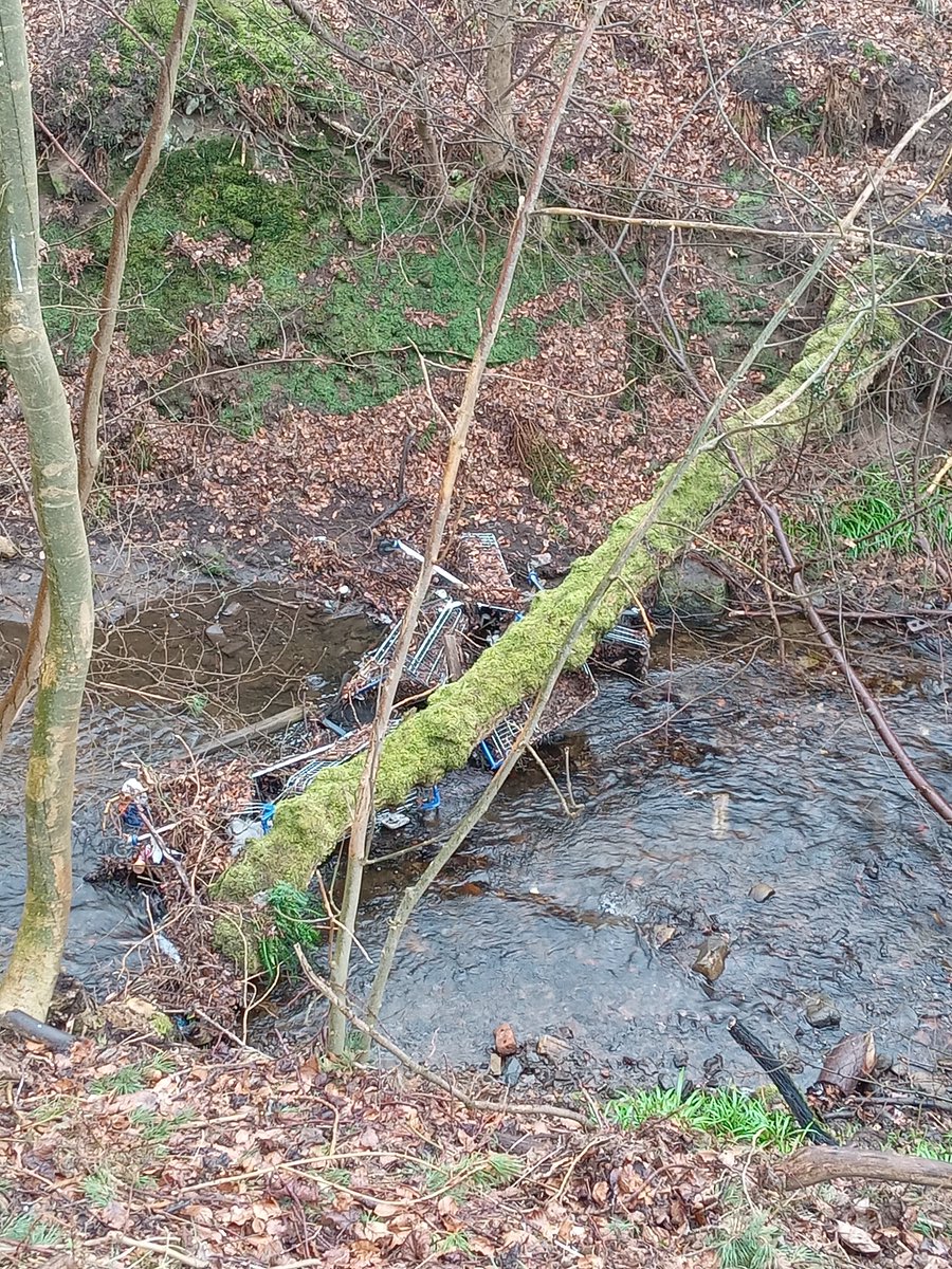 Trolleywise's tweet image. 👏🛒 Trolleywise to the Rescue at Beeslack Wood! 🌳
With local help, out team member Barry retrieved a dozen trolleys near Tesco Penicuik. Despite challenges like a fallen tree, his dedication was top-notch.
Keeping our spaces clean and trolley-free! ♻️