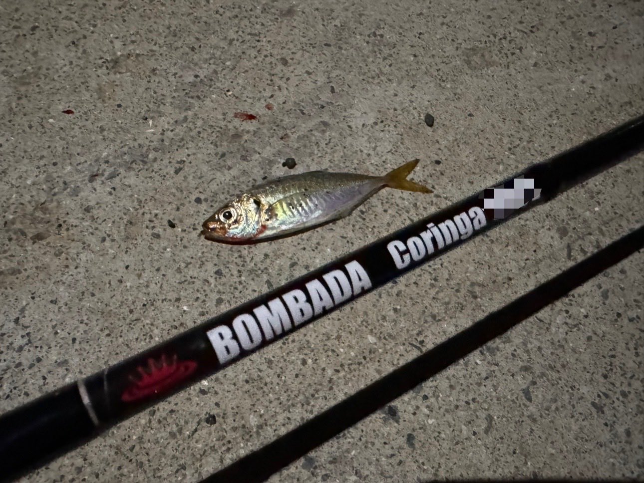 コリンガ 69 Coringa ボンバダ コリンガ 69 Coringa ボンバダ コリンガ 69 Coringa ボンバダ