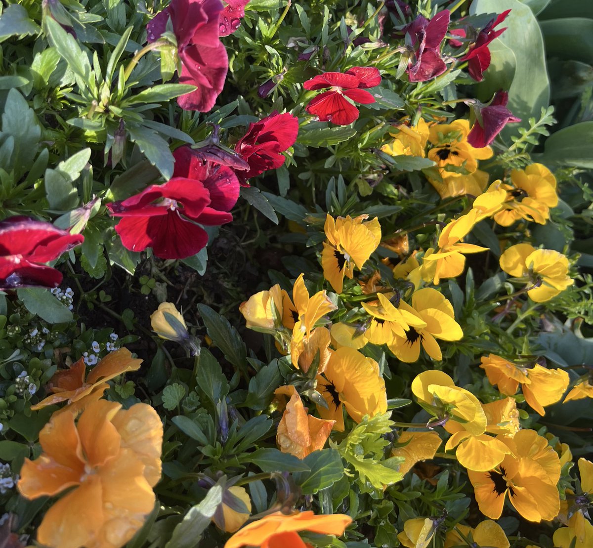 bonananoda's tweet photo. わくわくわくわく！明日はチューリップ🌷みつけよう！！ https://t.co/8XxY2axQOW