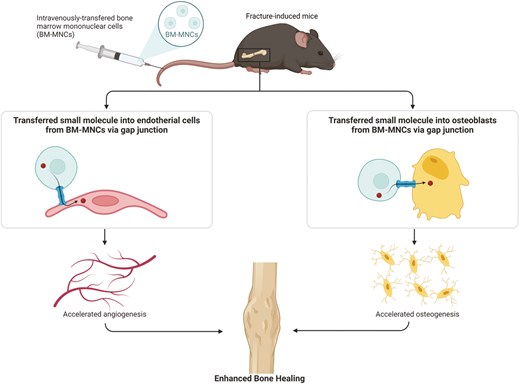 Study investigating the role of bone marrow mononuclear cells in activating angiogenesis provides new understanding of fracture healing mechanisms.
doi.org/10.1093/stmcls…