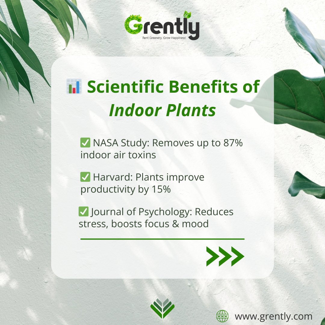 GoGrently's tweet photo. 🌿✨ 2025 is all about spaces that breathe.
With Grently, you don’t just rent plants,
you bring home calm, class, and cleaner air — all at affordable rates. 🪴💚

Say goodbye to boring corners.
#Grently #LuxuryPlanters #PlantRental #GreenLiving #InteriorDesignGoals #biophilic https://t.co/4JIQKIyjDa