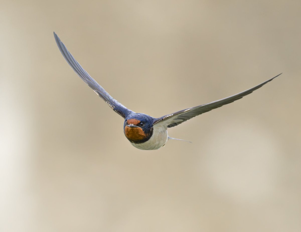 César Gil | Wildlife Photography tweet media