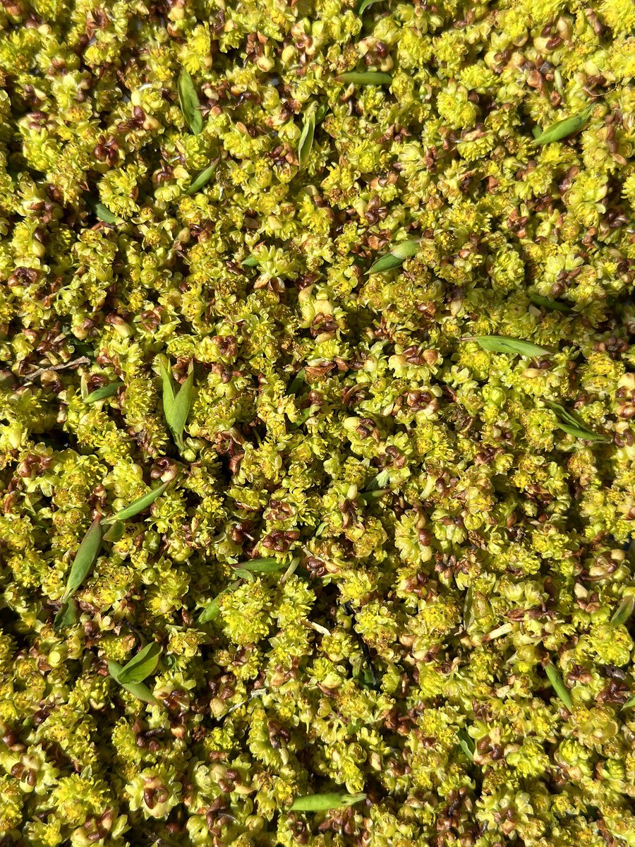 豊永裕美.食材探検家 (@harapeko64chan) / Posts and Replies / X