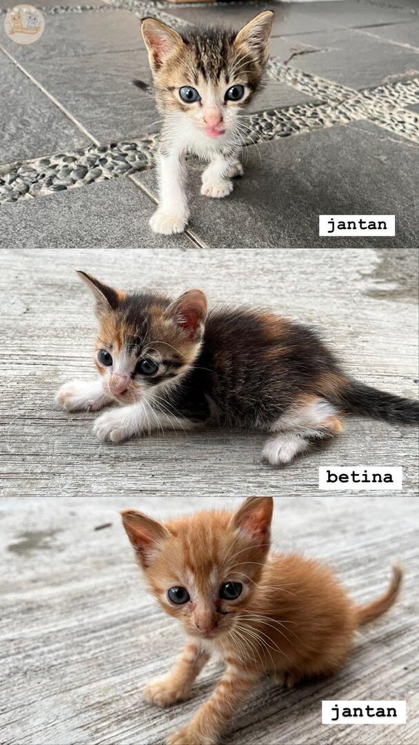 kochengfs's tweet photo. 🐈 free adopt 3 kitten take all, 2 jantan 1 betina. umur blm ada 1 bulan tp udah bisa makan kibbles kitten. kondisi lucu, lincah, sehat! kalo kakak mau adopt bisa aku anter sampe rumah dom semarang, free makanan, tempat minum portable, sama pet cargo! https://t.co/vFLlCb6Um2