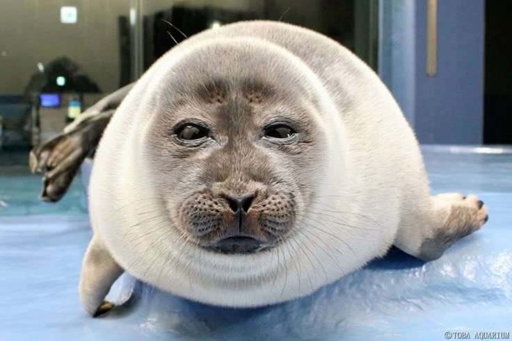 Lovejoy as seals (@lvjyseals) on Twitter photo 