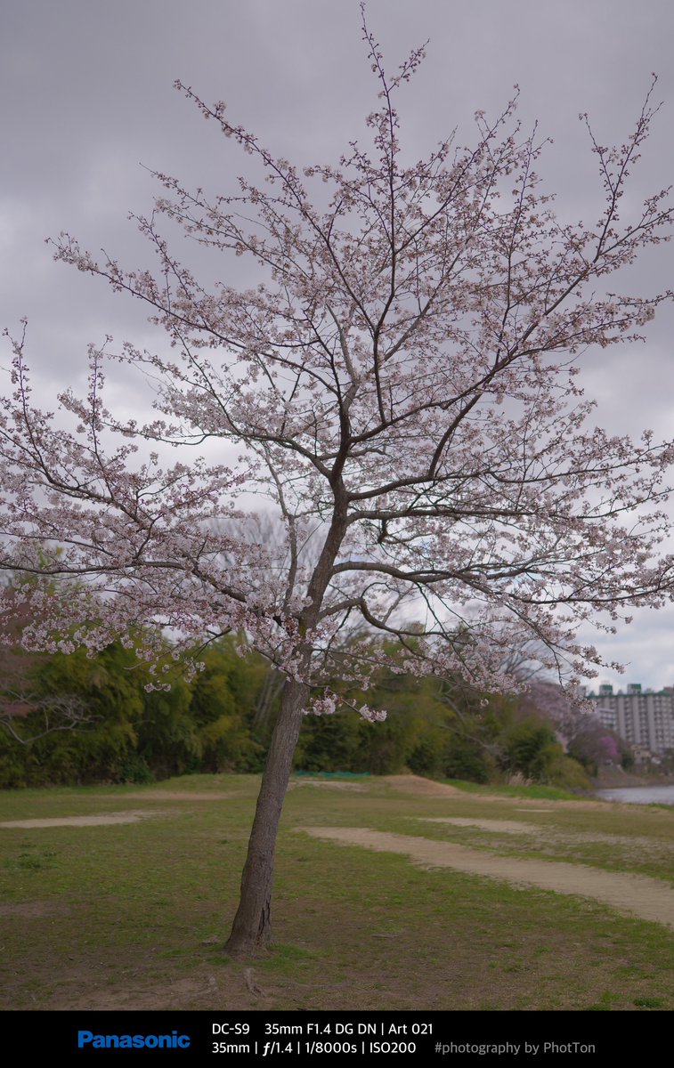 PhotTondotNet's tweet photo. SnapS on 2025/04/09 No.02
桜開放前線 カメラ内現像&RAWアプリ現像
#photography by #Panasonic #Lumix #DCS9 #Lumixs9 #SIGMA #A35mmF14DGDN #dxophotolab8
S9だとまだどちらがいいか悩み中 https://t.co/GIVhzs6lvD