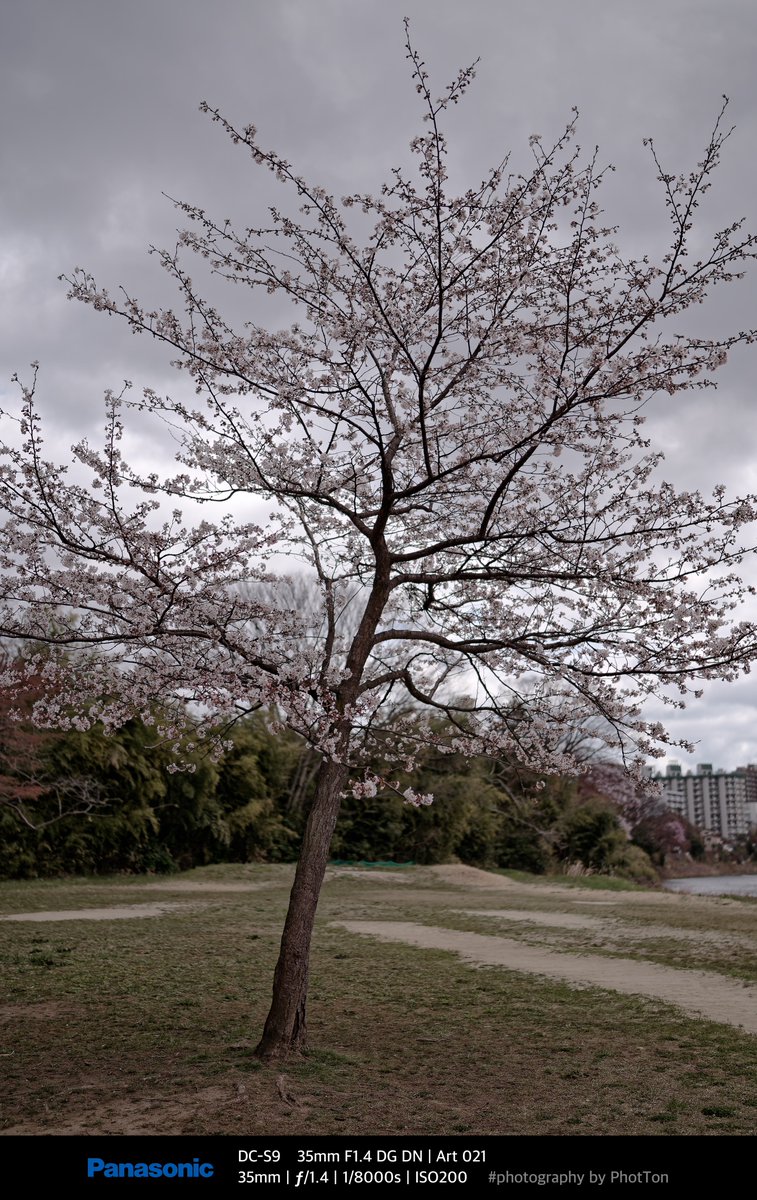 PhotTondotNet's tweet photo. SnapS on 2025/04/09 No.02
桜開放前線 カメラ内現像&RAWアプリ現像
#photography by #Panasonic #Lumix #DCS9 #Lumixs9 #SIGMA #A35mmF14DGDN #dxophotolab8
S9だとまだどちらがいいか悩み中 https://t.co/GIVhzs6lvD