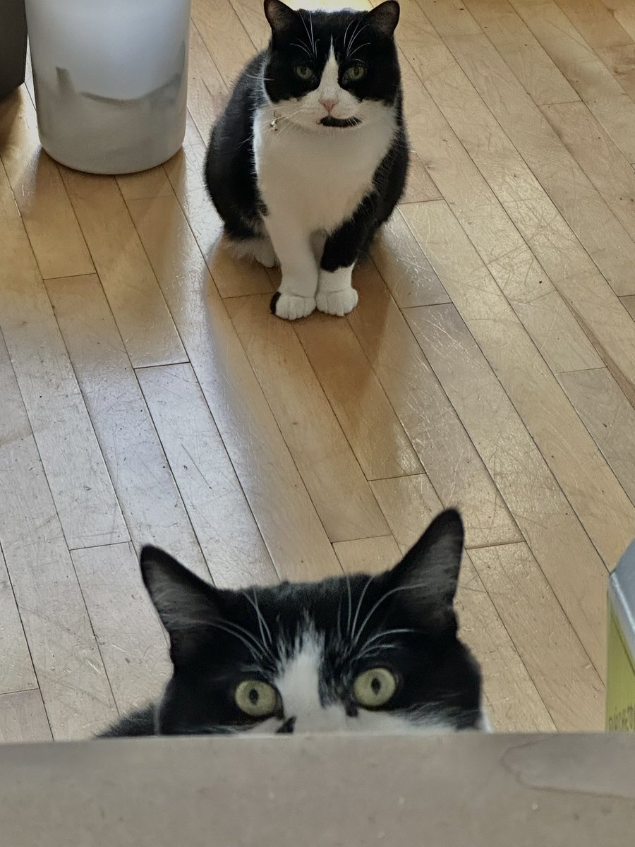 Twin Tuxedo Cats tweet media